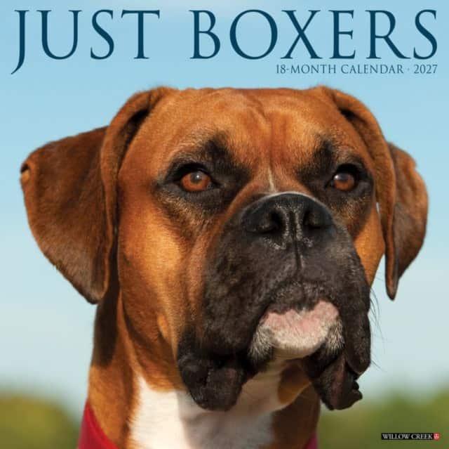 Boxers 2027 Wall av Willow Creek Press