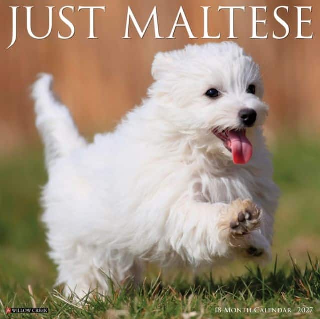 Maltese 2027 Wall av Willow Creek Press