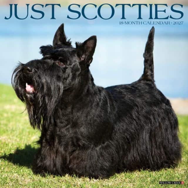 Scotties 2027 Wall av Willow Creek Press