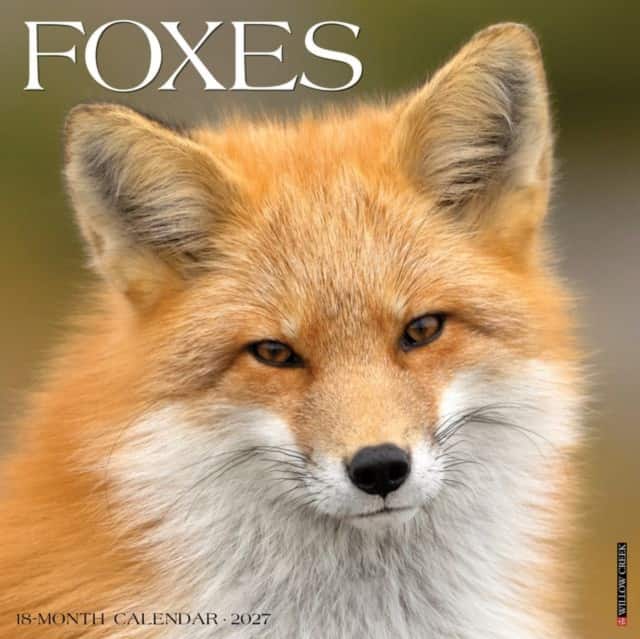Foxes 2027 Wall av Willow Creek Press