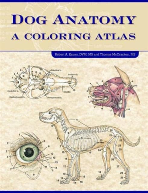 Dog Anatomy