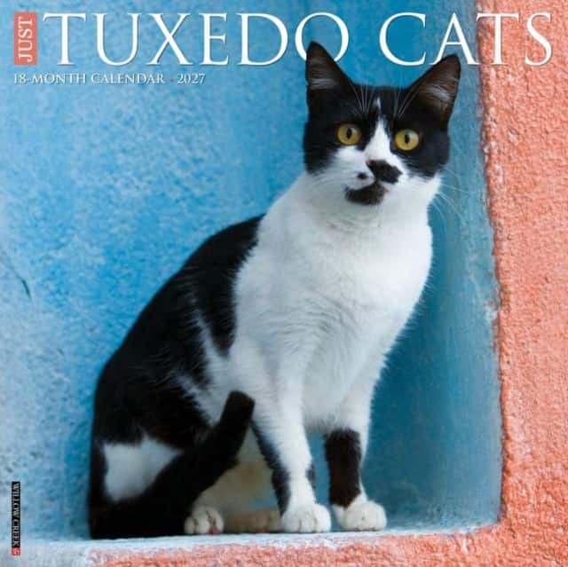 Tuxedo Cats 2027 Wall av Willow Creek Press