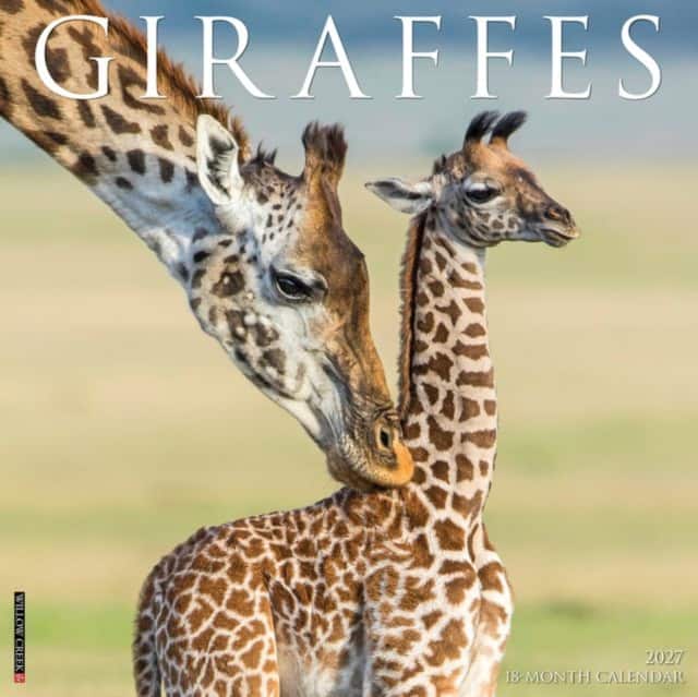 Giraffes 2027 Wall av Willow Creek Press