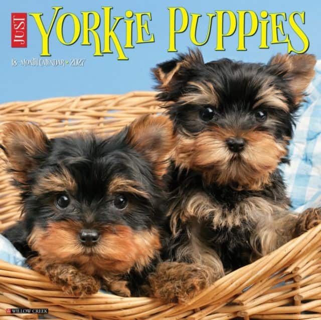 Yorkie Puppies 2027 Wall av Willow Creek Press