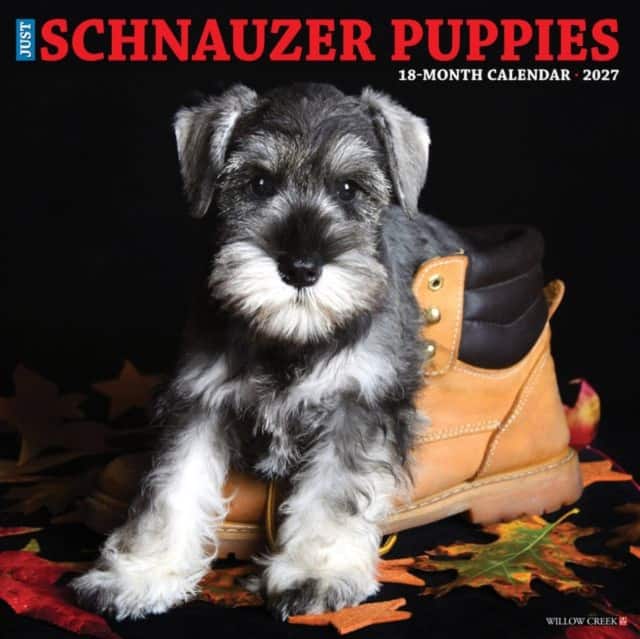 Schnauzer Puppies 2027 Wall av Willow Creek Press
