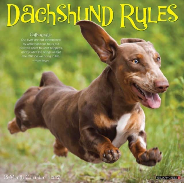 Dachshund Rules 2027 Wall av Willow Creek Press