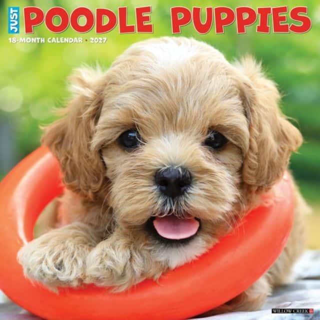 Poodle Puppies 2027 Wall av Willow Creek Press