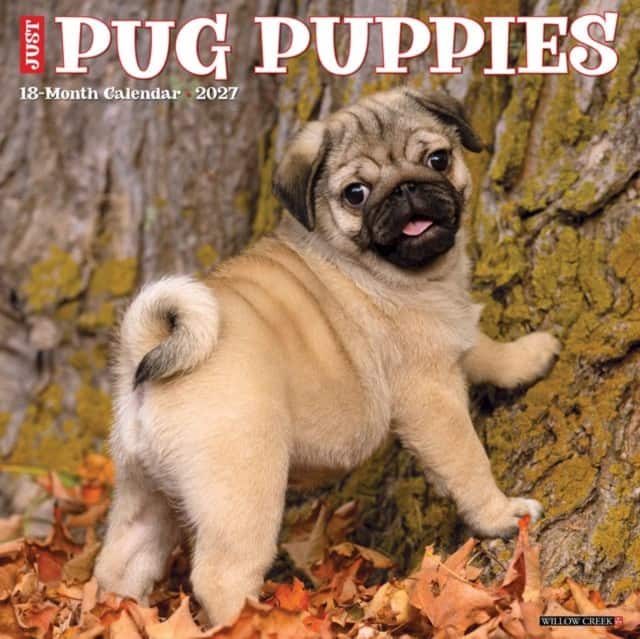 Pug Puppies 2027 Wall av Willow Creek Press