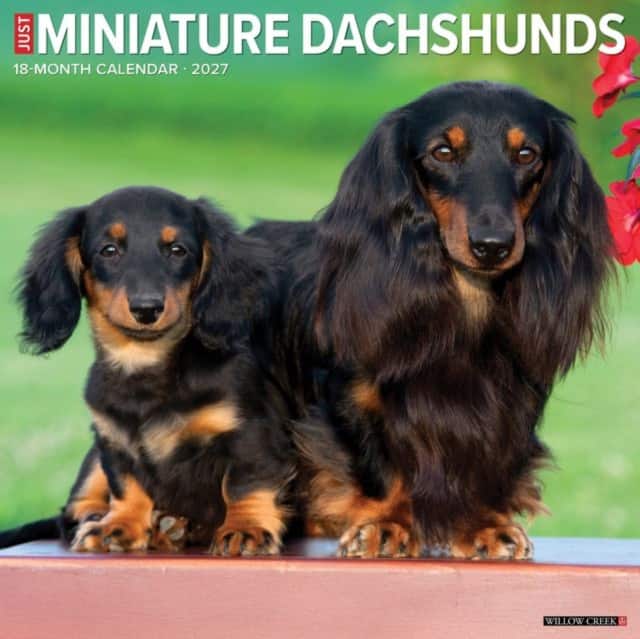 Miniature Dachshunds 2027 Wall av Willow Creek Press