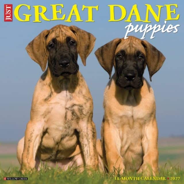 Great Dane Puppies 2027 Wall av Willow Creek Press