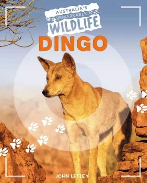 Dingo av John Lesley