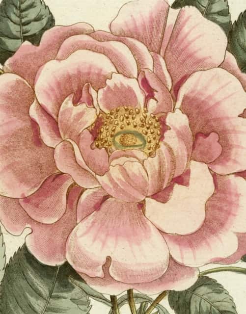 John Derian Picture Book II av John Derian