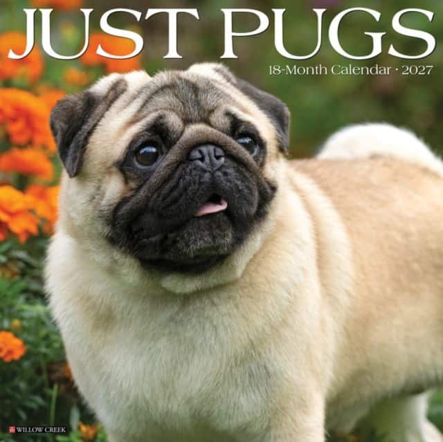 Pugs 2027 Wall av Willow Creek Press