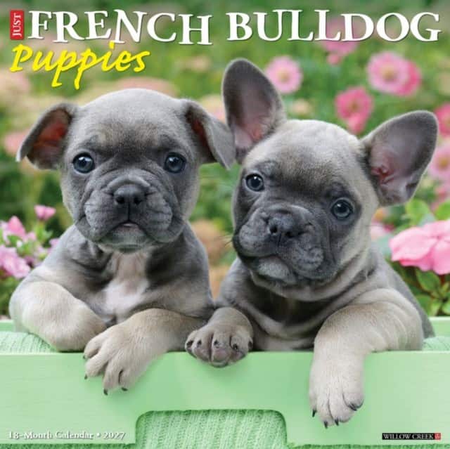 French Bulldog Puppies 2027 Wall av Willow Creek Press