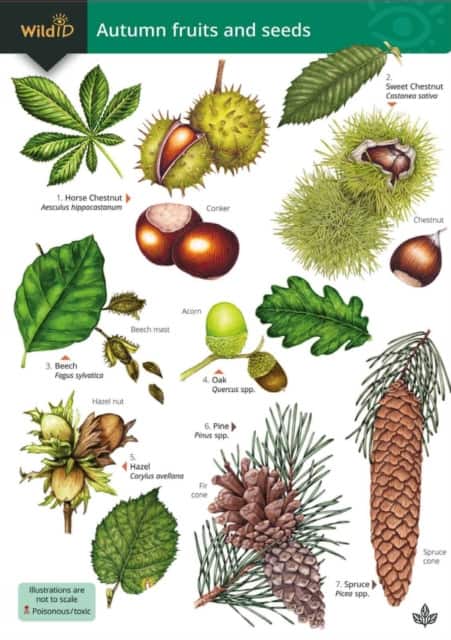 Autumn fruits and seeds av Rebecca Farley-Brown