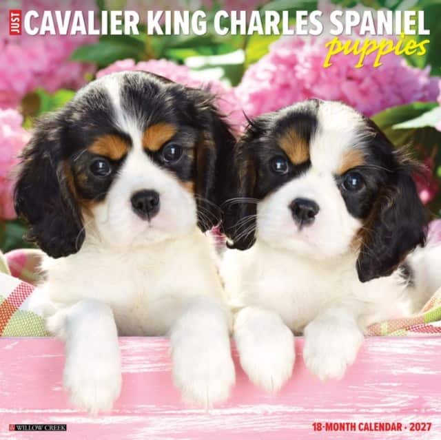 Cavalier King Charles Spaniel Puppies 2027 Wall av Willow Creek Press