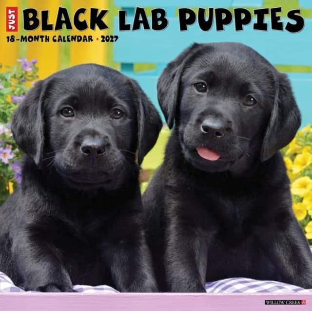 Black Lab Puppies 2027 Wall av Willow Creek Press