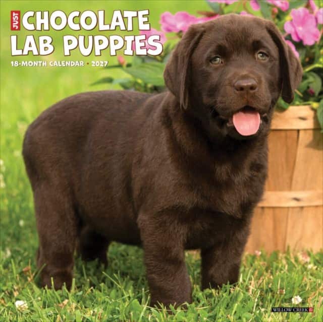 Chocolate Lab Puppies 2027 Wall av Willow Creek Press