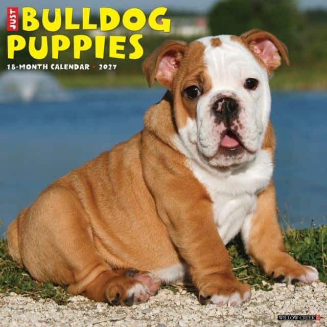 Bulldog Puppies 2027 Wall av Willow Creek Press