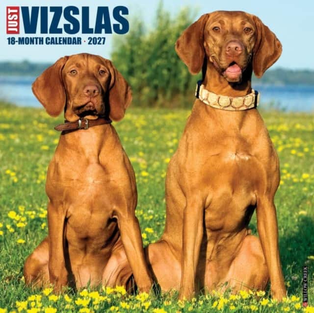 Vizslas 2027 Wall av Willow Creek Press