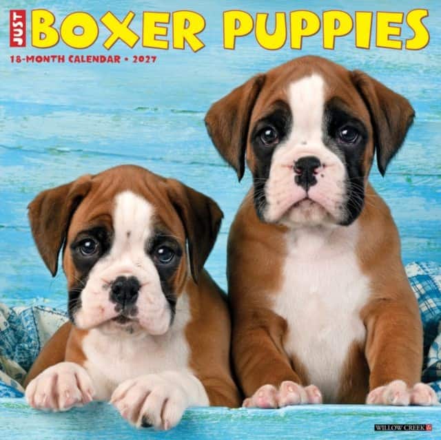Boxer Puppies 2027 Wall av Willow Creek Press