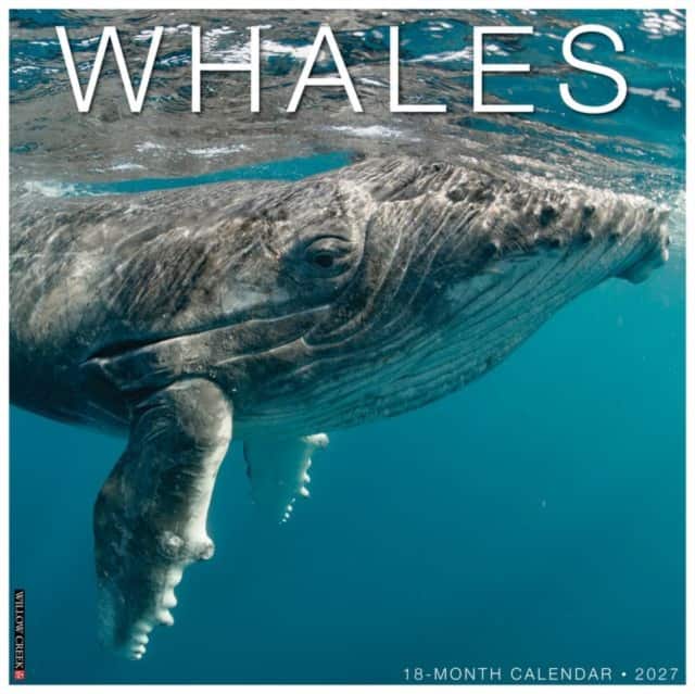 Whales 2027 Wall av Willow Creek Press
