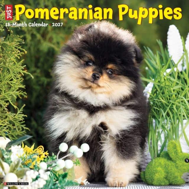 Pomeranian Puppies 2027 Wall av Willow Creek Press