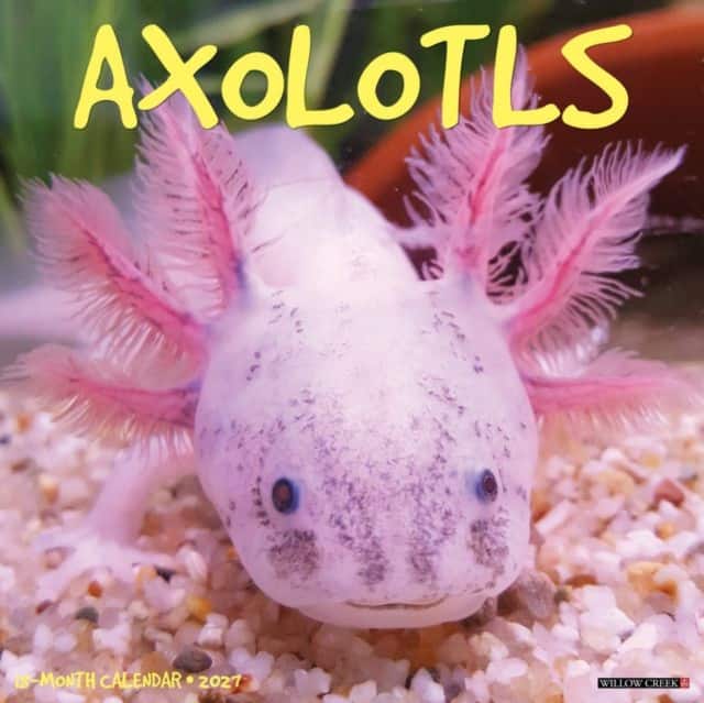 Axolotls 2027 Wall av Willow Creek Press