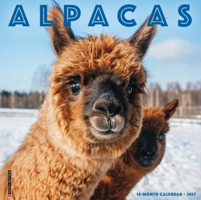 Alpacas 2027 Wall av Willow Creek Press