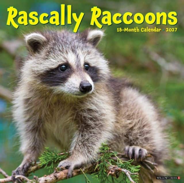 Rascally Raccoons 2027 Wall av Willow Creek Press