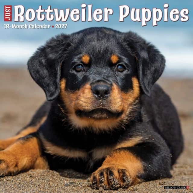 Rottweiler Puppies 2027 Wall av Willow Creek Press
