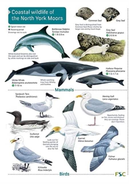 Coastal wildlife of the North York Moors av Field Studies Council