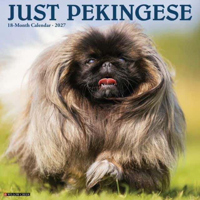 Pekingese 2027 Wall av Willow Creek Press