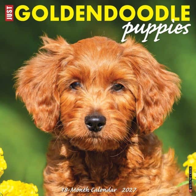 Goldendoodle Puppies 2027 Wall av Willow Creek Press
