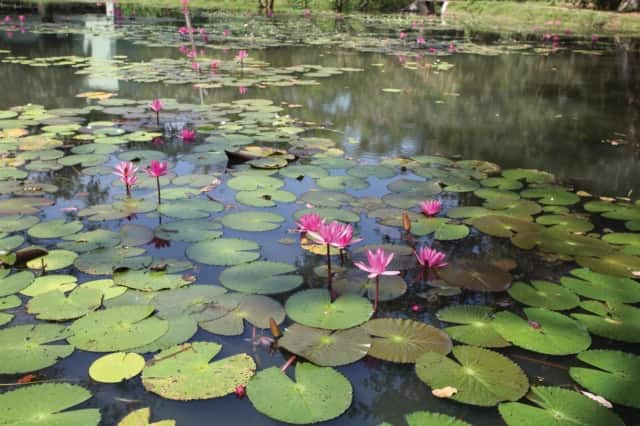 Gardens of Sri Lanka av Senake Bandaranayake
