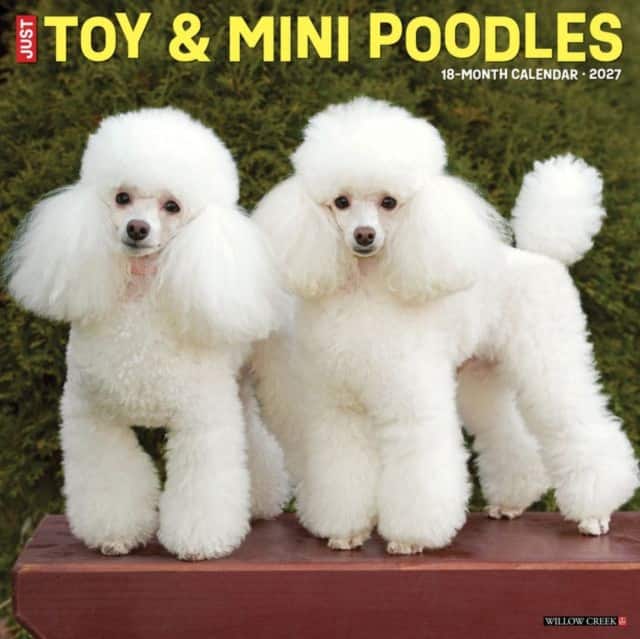 Toy & Miniature Poodles 2027 Wall av Willow Creek Press