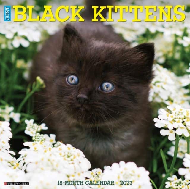 Black Kittens 2027 Wall av Willow Creek Press
