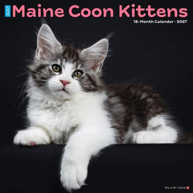 Maine Coon Kittens 2027 Wall av Willow Creek Press