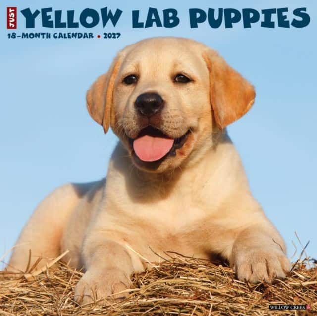 Yellow Lab Puppies 2027 Wall av Willow Creek Press