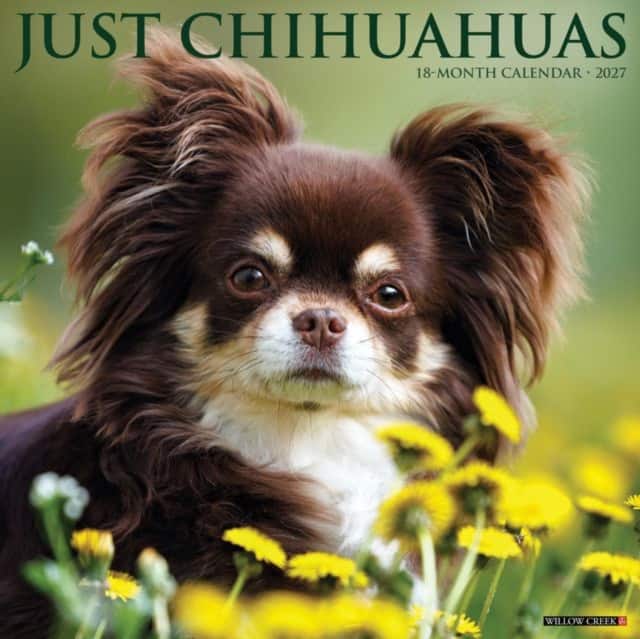 Chihuahuas 2027 Wall av Willow Creek Press