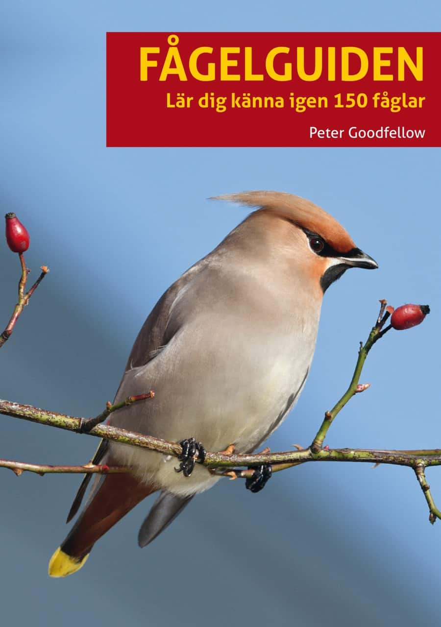 Fågelguiden : lär dig känna igen 150 fåglar av Peter Goodfellow