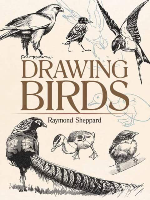Drawing Birds av Raymond Sheppard