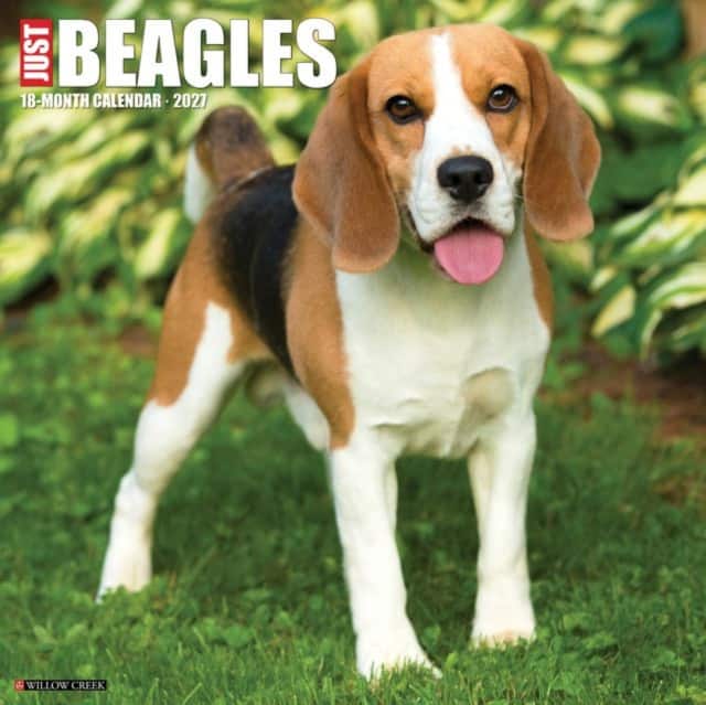 Beagles 2027 Wall av Willow Creek Press