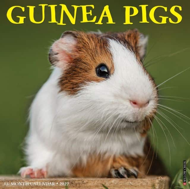 Guinea Pigs 2027 Wall av Willow Creek Press