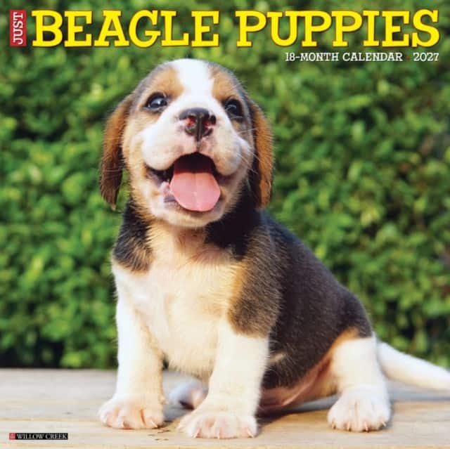 Beagle Puppies 2027 Wall av Willow Creek Press