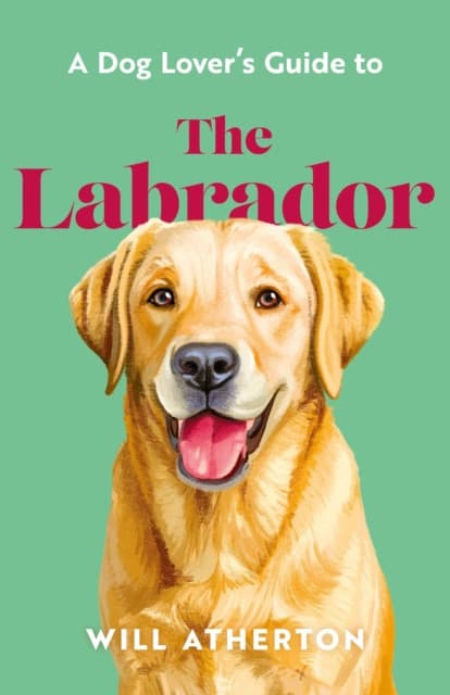 A The Labrador