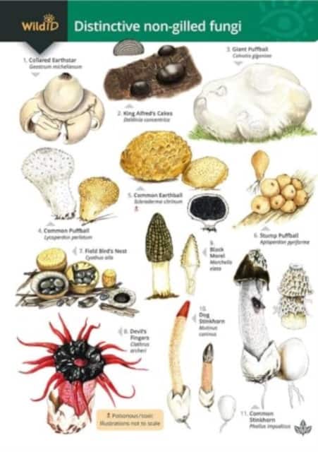 Distinctive non-gilled fungi av Geoffrey Kibby