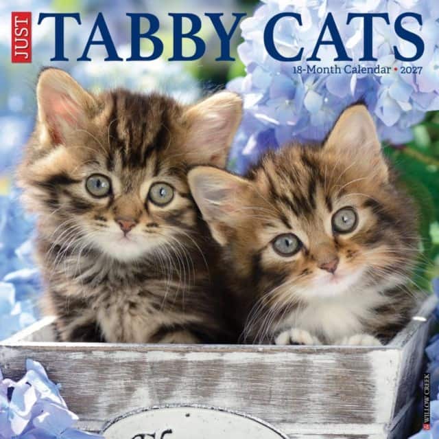 Tabby Cats 2027 Wall av Willow Creek Press