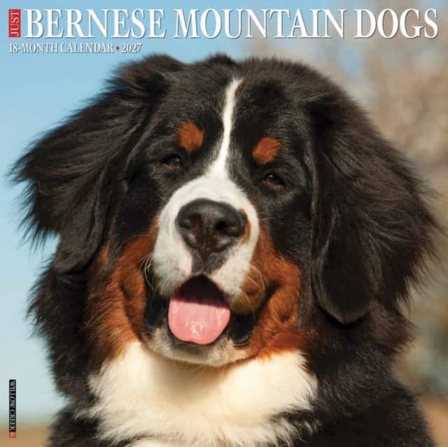 Bernese Mountain Dogs 2027 Wall av Willow Creek Press