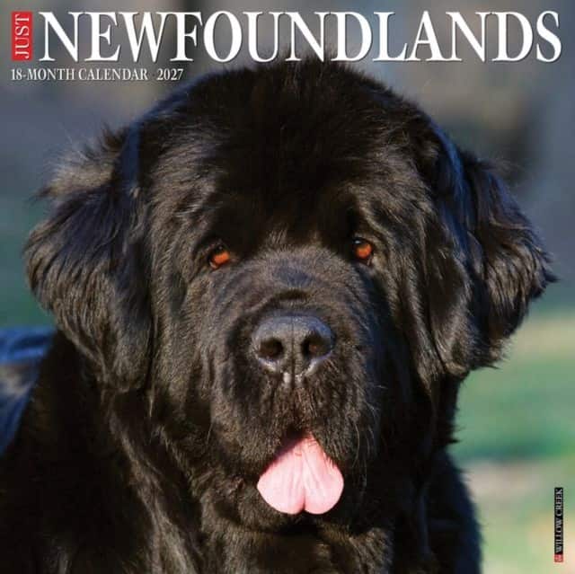Newfoundlands 2027 Wall av Willow Creek Press